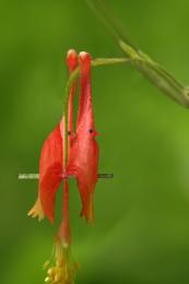 red flower birds